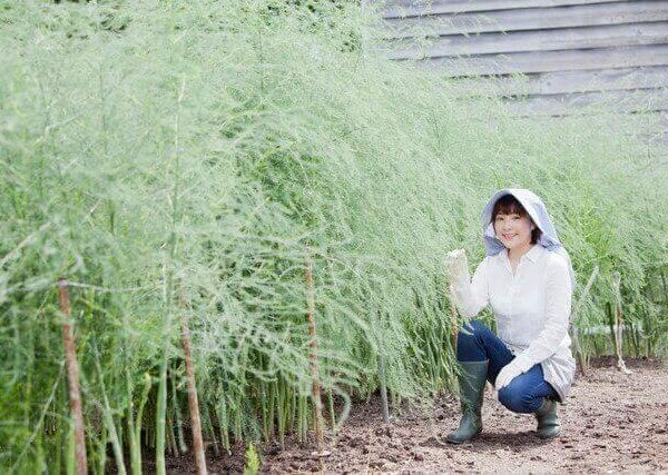 メロンとヤーコンの育て方 プランターで水やり 追肥 支柱立て つる対策 ベランダ菜園 Com