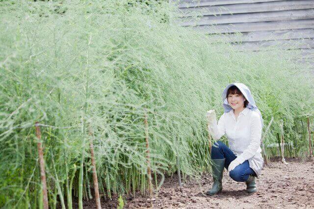 オクラの育て方 おすすめ品種 種まき 植え付け 水やり 追肥 収穫 間引き ベランダ菜園 Com