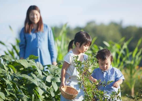 レモンのベランダでの育て方 苗の選び方 おすすめ品種 ベランダ菜園 Com