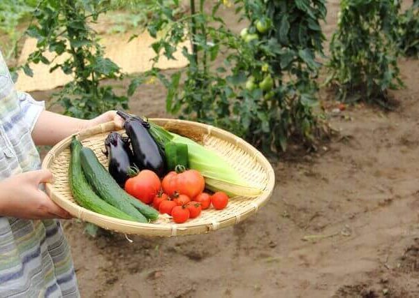 タマネギの育て方 室内やベランダで栽培 ベランダ菜園 Com