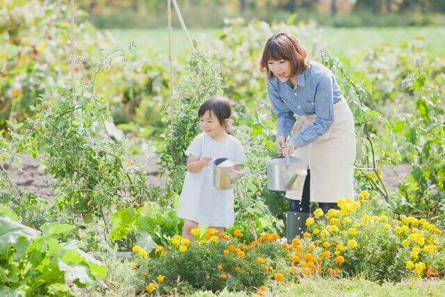 ラブリーオーガスタ 育て方 葉が割れる すべての美しい花の画像