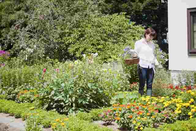 室内で育てられる初心者向けのセージとアカンサスの育て方 ベランダ菜園 Com